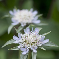 Scabieuse annuelle stellata