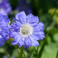 Scabieuse du Caucase Perfecta blue