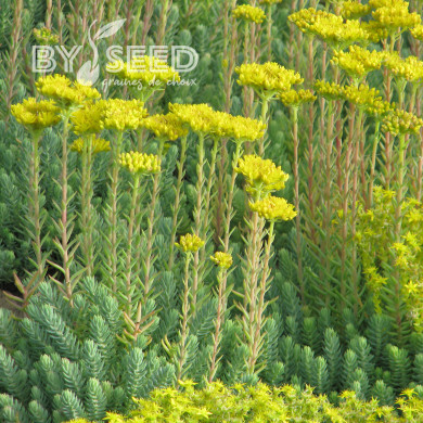 Sedum reflexum (rupestre)