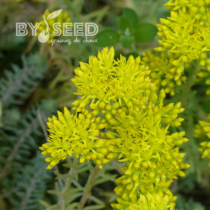 Sedum reflexum (rupestre)