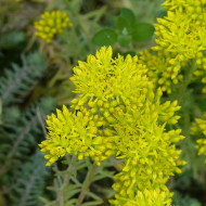 Sedum reflexum (rupestre)