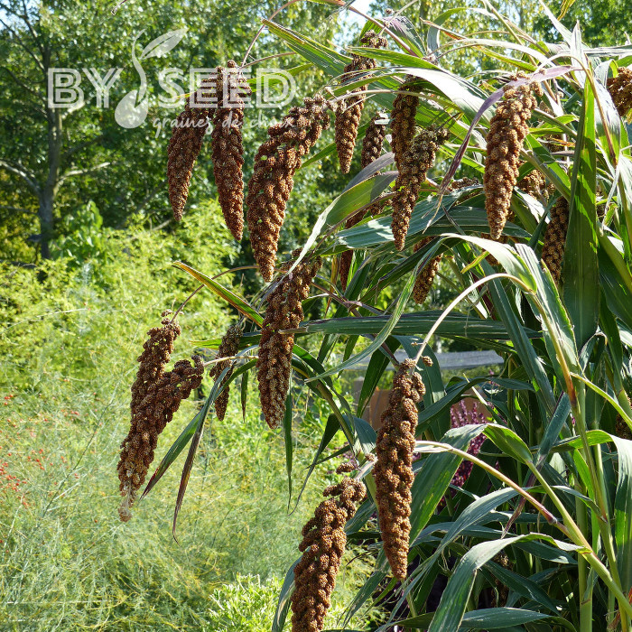 Setaria italica Hylander