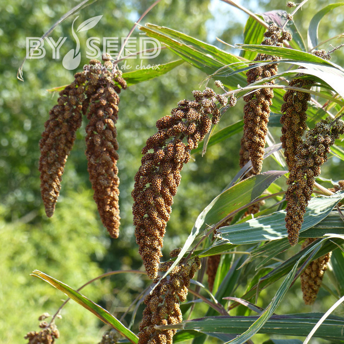 Setaria italica Hylander