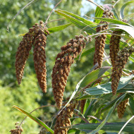 Setaria italica Hylander