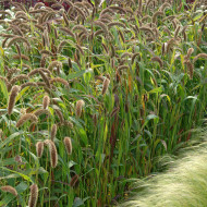 Setaria italica Hylander