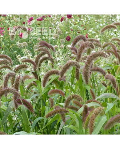 Setaria italica Lowlander