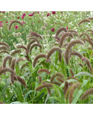 Setaria italica Hylander