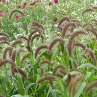 Setaria italica Lowlander
