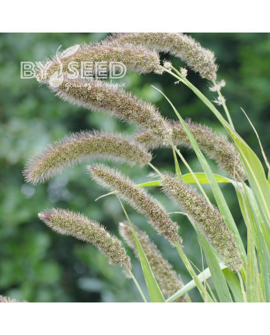 Setaria italica Lowlander
