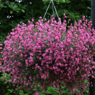 Silene pendula Sibella Carmine