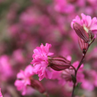 Silene pendula Sibella Carmine
