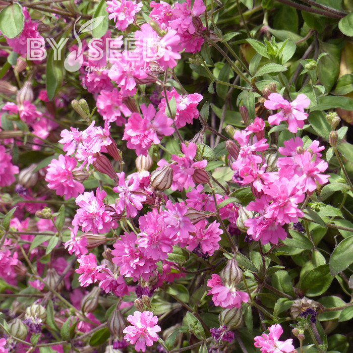 Silene pendula Sibella Carmine