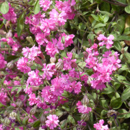 Silene pendula Sibella Carmine