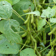 Soja potager Fiskeby V