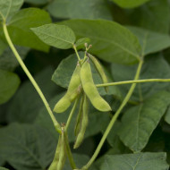 Soja potager Fiskeby V