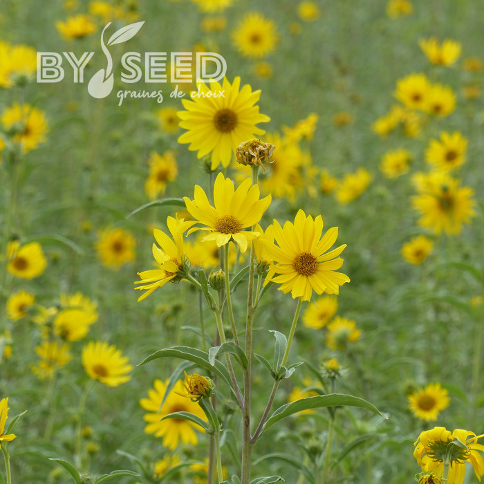 Soleil de Maximilien - Helianthus maximilianus