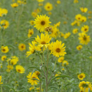 Soleil de Maximilien - Helianthus maximilianus