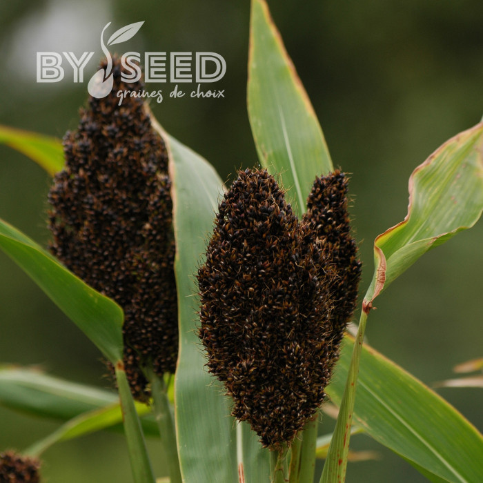 Sorgho ou Millet noir - Sorghum nigrum