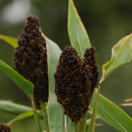 Sorgho ou Millet noir - Sorghum nigrum