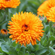 Souci Calexis Orange