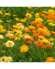 Souci des jardins varié BIO