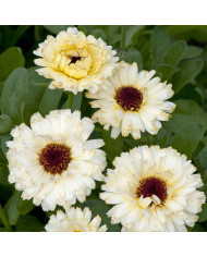 Souci Kinglet Mix