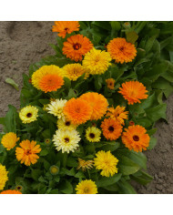 Souci Kinglet Mix