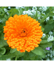 Souci Pacific Beauty Apricot