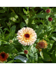 Souci Porcupine Orange