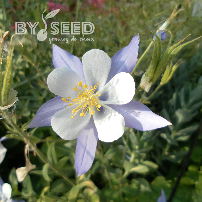 Ancolie caerulea Blue Star