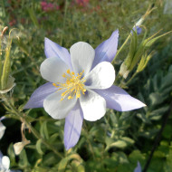 Ancolie caerulea Blue Star