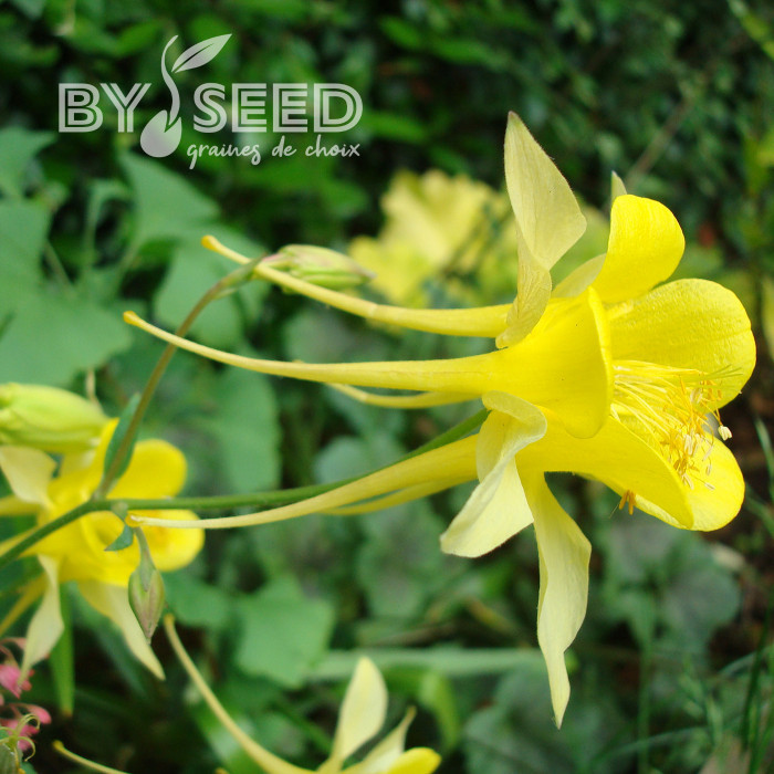 Ancolie chrysantha Yellow Queen