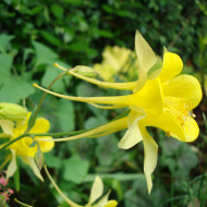 Ancolie chrysantha Yellow Queen
