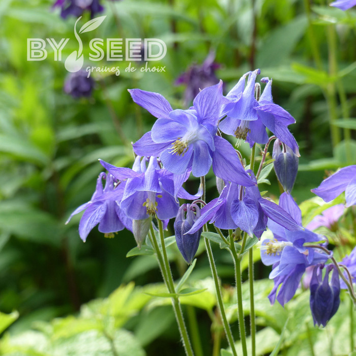 Ancolie des Alpes bleue