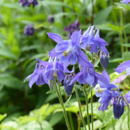Ancolie des Alpes bleue