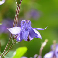 Ancolie des Alpes bleue