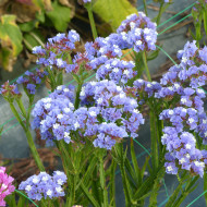 Statice Sky Blue