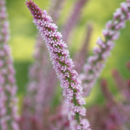 Statice suworowii