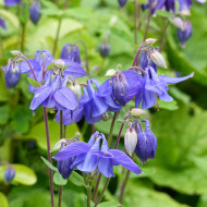 Ancolie des Alpes bleue