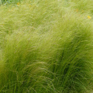 Stipa tenuissima (tenuifolia) Pony Tails - Cheveux d'Ange