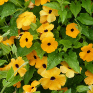 Suzanne-aux-yeux-noirs - Thunbergia Susie Orange Eye