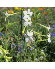 Nigelle de Damas Persian Rose