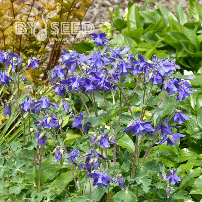 Ancolie des Alpes bleue