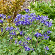Ancolie des Alpes bleue