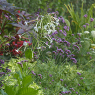 Tabac d'ornement sylvestris Only the Lonely