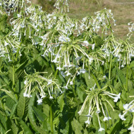 Tabac d'ornement sylvestris Only the Lonely