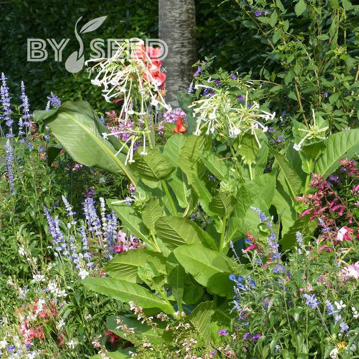 Tabac d'ornement sylvestris Only the Lonely