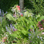 Tabac d'ornement sylvestris Only the Lonely