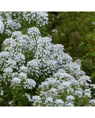 Ipomée noctiflora Fleur de Lune