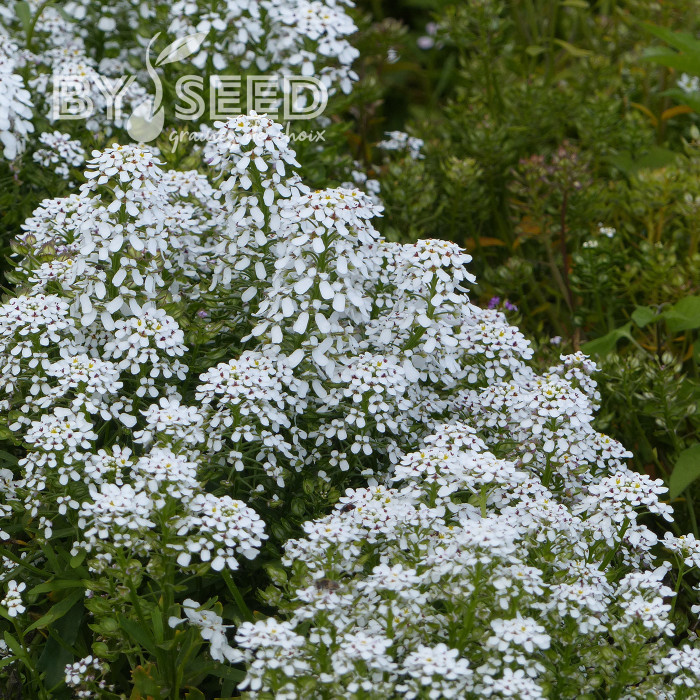 Thlaspi Géant à fleur de jacinthe